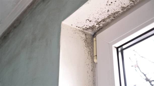 Best Mold Testing  in Oak Ridge, TN