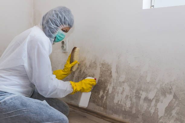 Office Mold Removal Services in Oak Ridge, TN