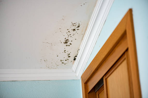 Best Certified Mold Removal  in Oak Ridge, TN