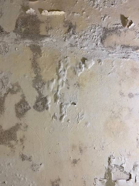 Crawl Space Mold Removal in Oak Ridge, TN