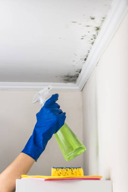Best Mold Cleaning Services  in Oak Ridge, TN