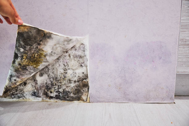 Best Office Mold Removal Services  in Oak Ridge, TN